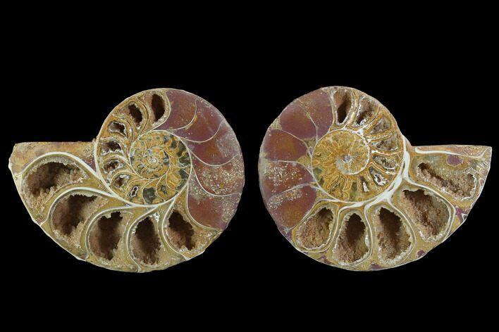 Cut & Polished, Agatized Ammonite Fossil - Jurassic #93534
